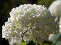 Hydrangea arborescens Annabella