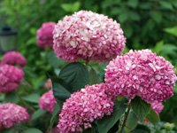 Hydrangea arborescens Invincibelle