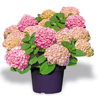 Hydrangea macrophylla Endless Summer