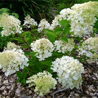 Hydrangea paniculata Bombshell