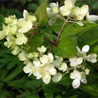 Hydrangea paniculata Darts Little Dot