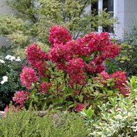 Hydrangea paniculata Diamant Rouge