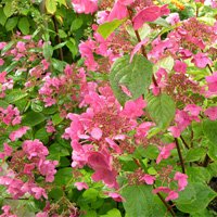 Hydrangea paniculata Early Sensation