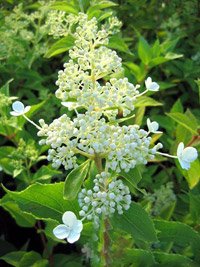 Hydrangea paniculata Kyushu