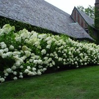 Hydrangea paniculata Limelight