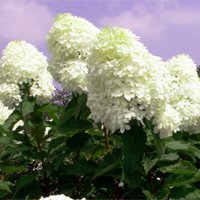 Hydrangea paniculata Phantom