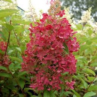 Hydrangea paniculata Pinky Winky