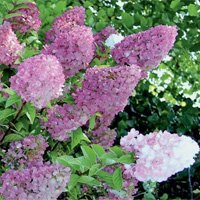 Hydrangea paniculata Sundae Fraise