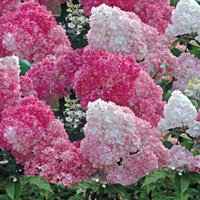 Hydrangea paniculata Vanille Fraise