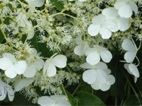 Hydrangea petiolaris