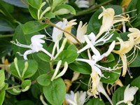 Lonicera caprifolium