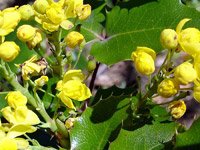 Mahonia aquifolium