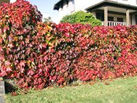 Parthenocissus quinquefolia