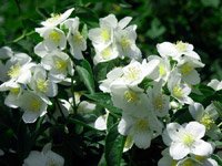 Philadelphus 