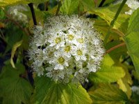 Physocarpus opulifolius Luteus