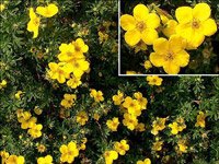 Potentilla fruticosa Goldteppich