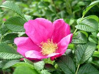 Rosa rugosa