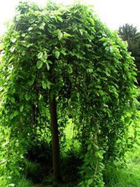 Salix caprea Pendula