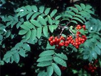 Sorbus aucuparia