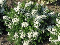 Spiraea betulifolia