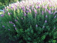 Spiraea billardii