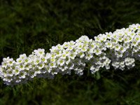 Spiraea cinerea Grefsheim