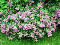 Spiraea japonica