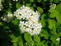 Spiraea nipponica