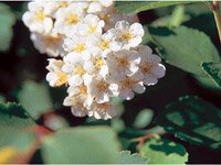 Spiraea Vanhouttei