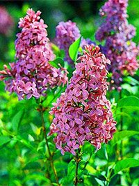 Syringa chinensis