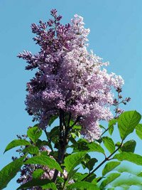 Syringa josikaea