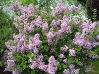 Syringa meyeri Palibin