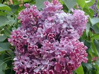 Syringa vulgaris