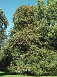 Tilia americana