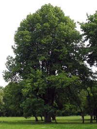 Tilia platyphyllos