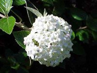 Viburnum Burkwoodii