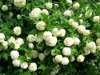 Viburnum opulus Roseum