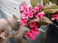 Weigela florida Minor Black