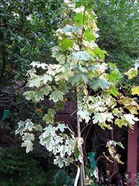 Acer platanoides Drummondii