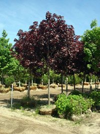 Acer platanoides Royal Red