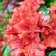 Azalea hybrids Fanal