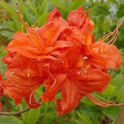 Azalea hybrids Fireball