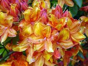 Azalea hybrids Golden Eagle