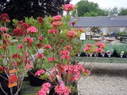 Azalea hybrids Homebush