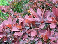 Berberis thunbergii Rose Glow