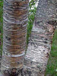 Betula maximowicziana