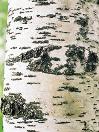 Betula pendula Fastigiata