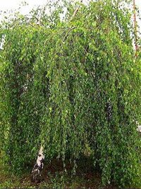 Betula pendula Youngii