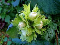 Corylus avellana