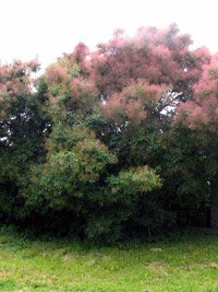 Cotinus coggygria